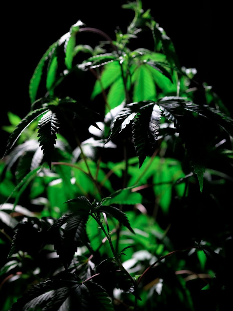 Cannabis 101: The Complete Beginner's Guide