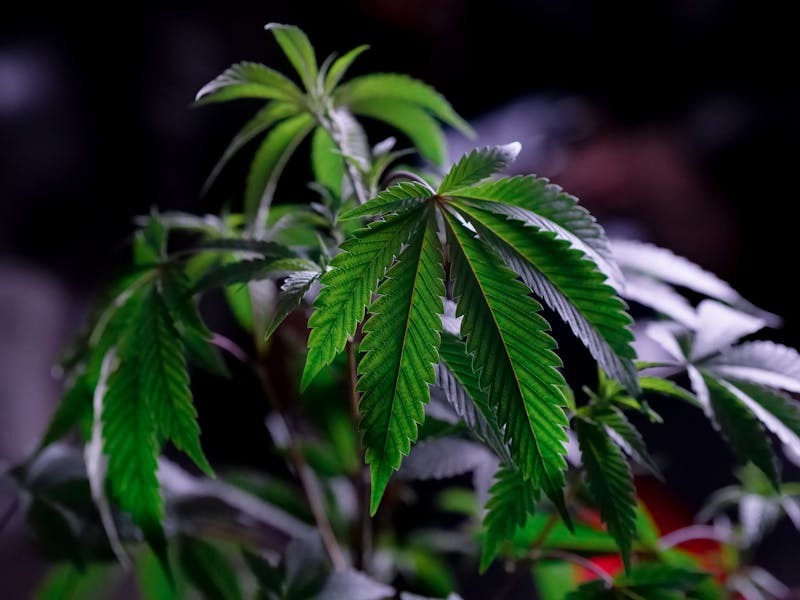 Cannabis Strain Guide: Sativas, Indicas, Hybrids