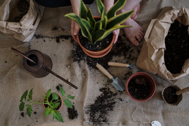 Understanding Cannabis Terpenes